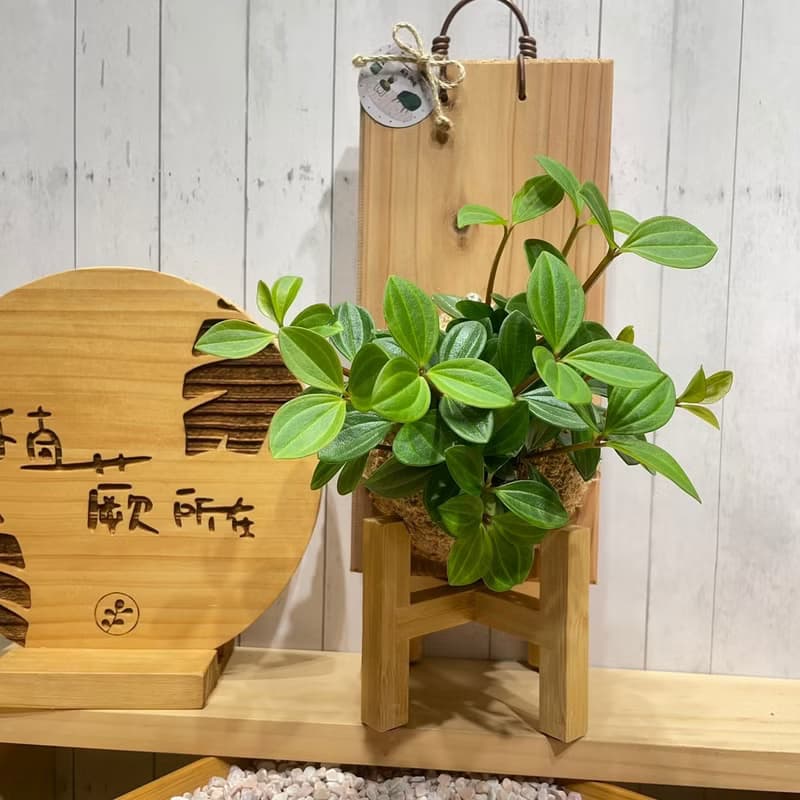 【植蕨所在】翡翠椒草 水苔上板植物  上板植物 開店送禮  觀葉植