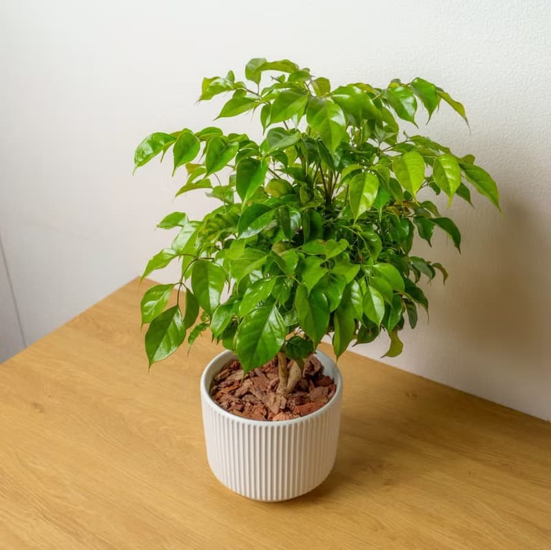 旺旺樹直線條白陶盆栽 桌上盆栽 開幕盆栽推薦