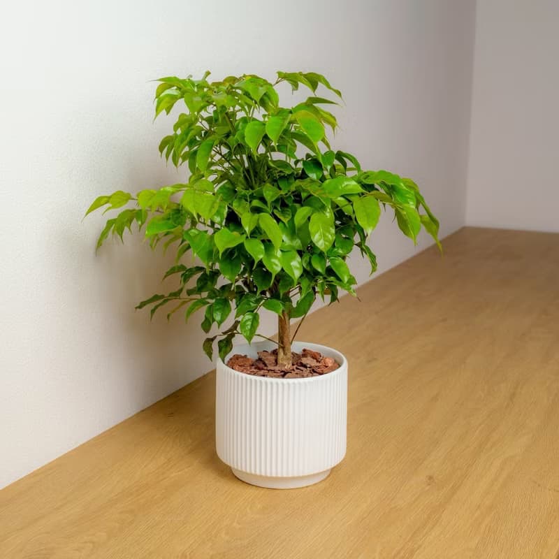 旺旺樹直線條白陶盆栽 桌上盆栽 開幕盆栽推薦
