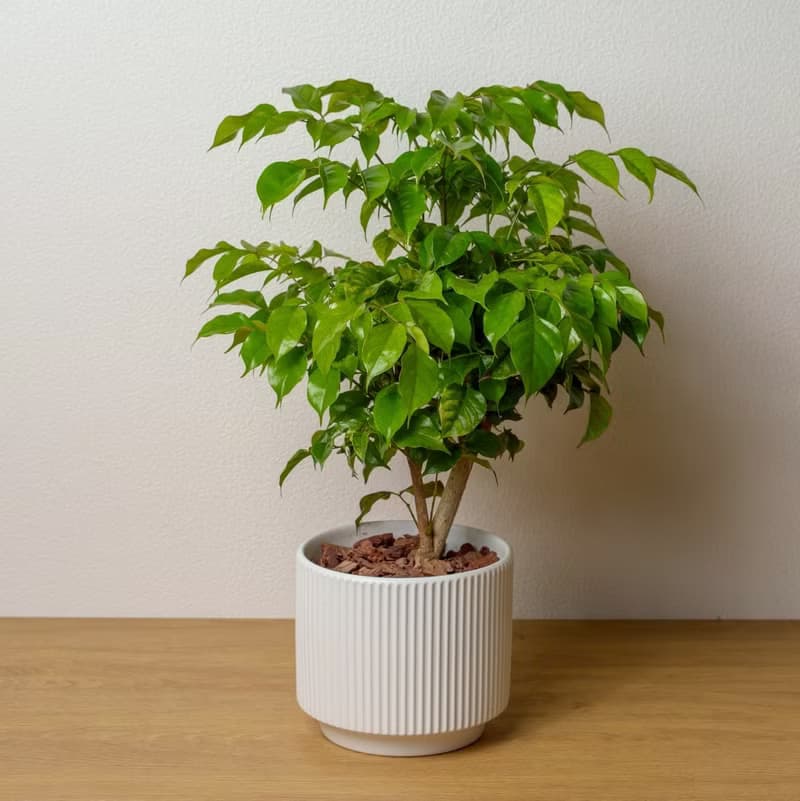 旺旺樹直線條白陶盆栽 桌上盆栽 開幕盆栽推薦