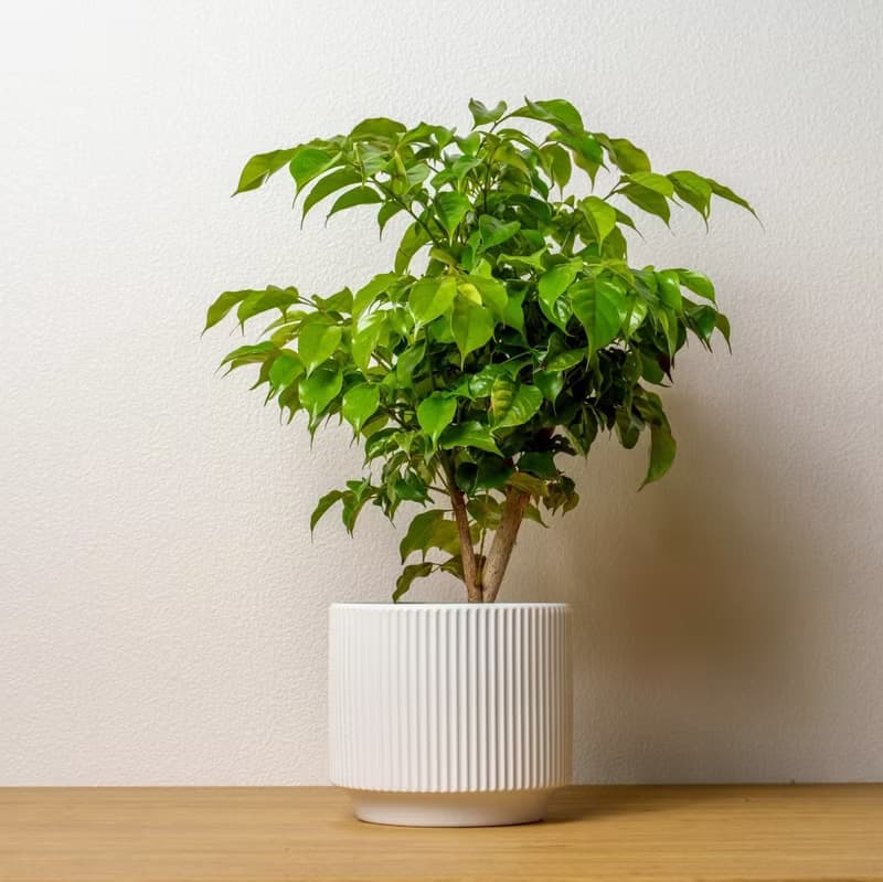 旺旺樹直線條白陶盆栽 桌上盆栽 開幕盆栽推薦