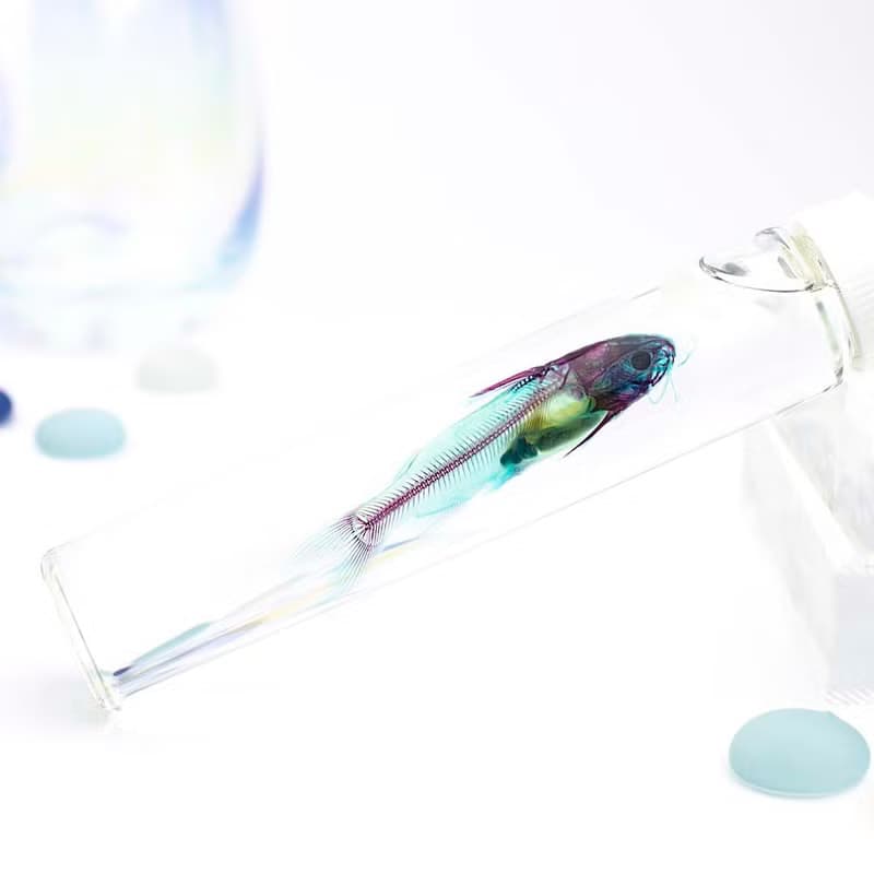 透明標本 鯰魚 魚類標本 台灣外來種生物