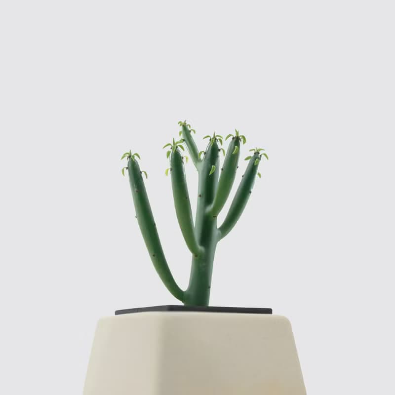 │ 方盆系列 │綠珊瑚 - 多肉植物 水耕盆栽 陶瓷盆器