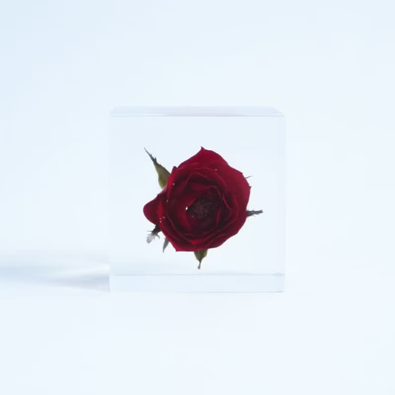 Sola cube 玫瑰立方塊_熱情、美麗