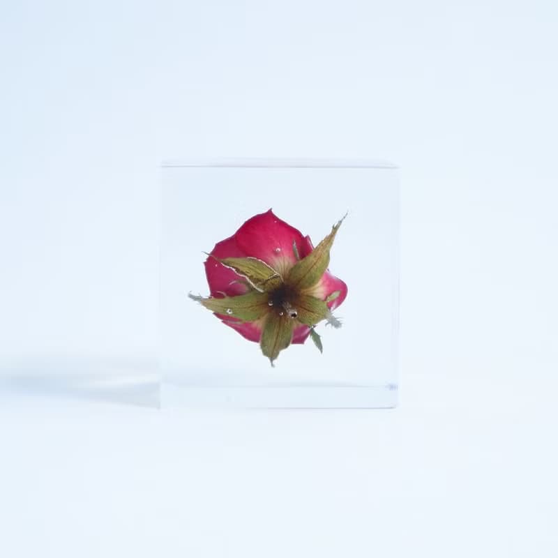 Sola cube 玫瑰立方塊_熱情、美麗