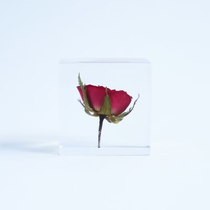 Sola cube 玫瑰立方塊_熱情、美麗