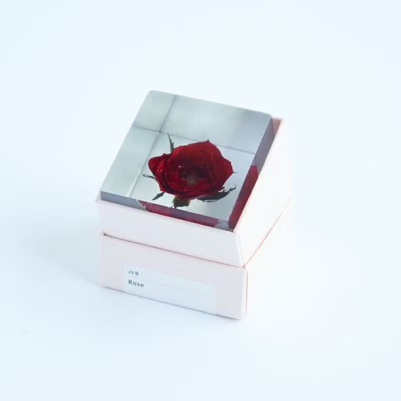 Sola cube 玫瑰立方塊_熱情、美麗