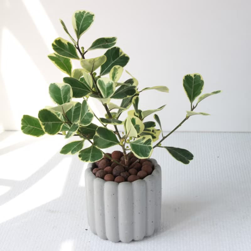 植栽 盆栽 l 斑葉三角榕 手指餅乾水泥盆 cute版葉片  強散光
