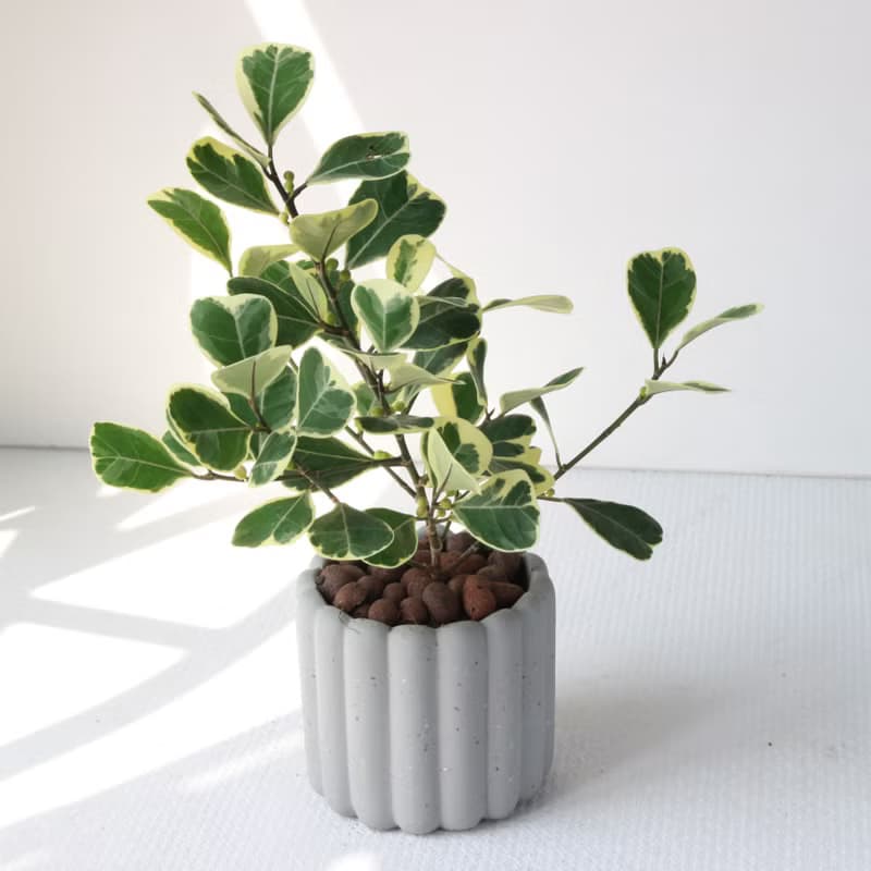 植栽 盆栽 l 斑葉三角榕 手指餅乾水泥盆 cute版葉片  強散光