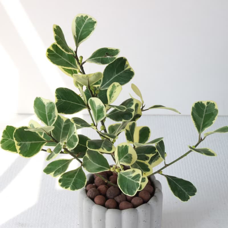 植栽 盆栽 l 斑葉三角榕 手指餅乾水泥盆 cute版葉片  強散光