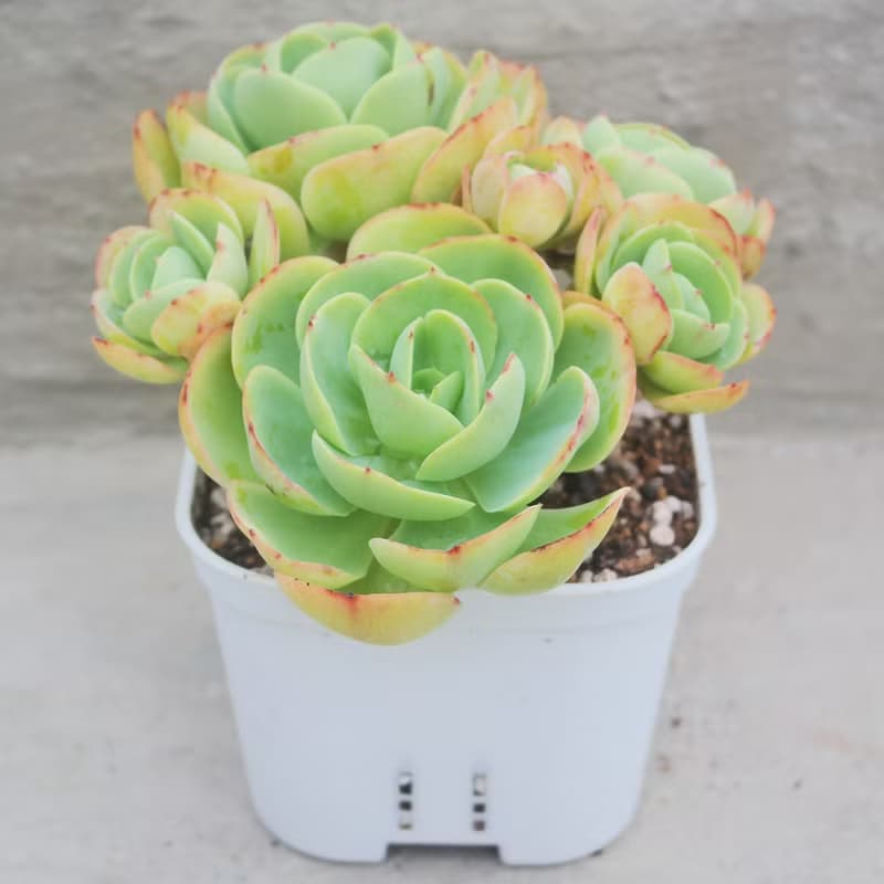 【荳荳多肉】【雞蛋碧桃】喬遷│送禮│升遷│多肉植物