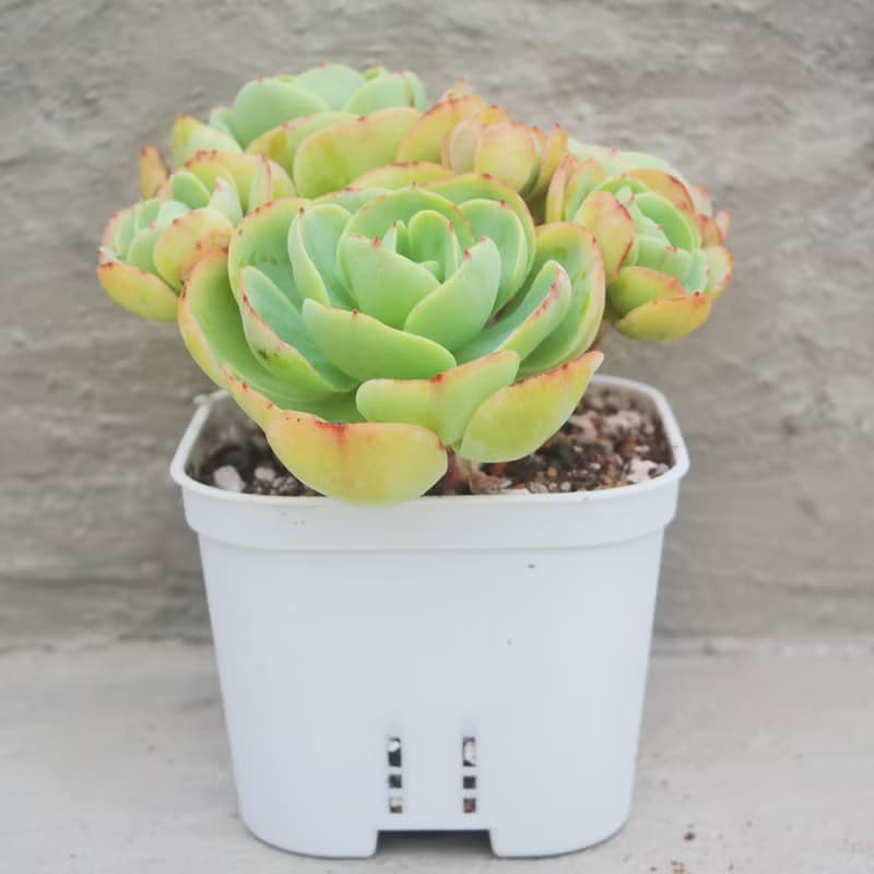 【荳荳多肉】【雞蛋碧桃】喬遷│送禮│升遷│多肉植物