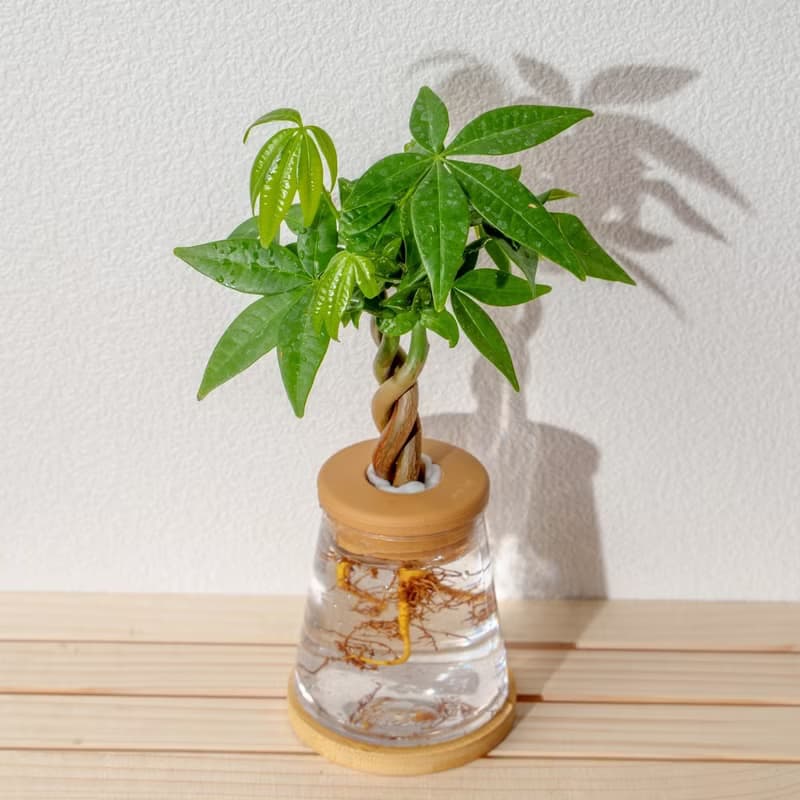 馬拉巴栗 三角水耕盆栽 室內植物 觀葉植物 禮物 水培