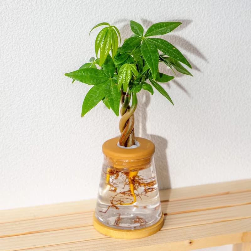 馬拉巴栗 三角水耕盆栽 室內植物 觀葉植物 禮物 水培