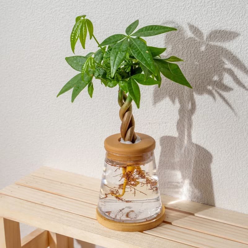 馬拉巴栗 三角水耕盆栽 室內植物 觀葉植物 禮物 水培