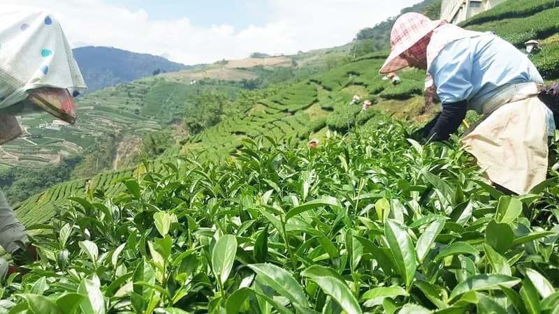 三層坪 | 杉林溪系列 | 鶴茗嚴選 | 杉林溪茶區 | 迷人金綠