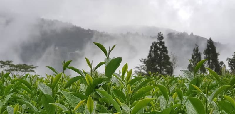 三層坪 | 杉林溪系列 | 鶴茗嚴選 | 杉林溪茶區 | 迷人金綠