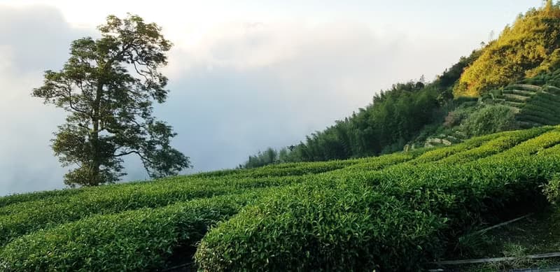 三層坪 | 杉林溪系列 | 鶴茗嚴選 | 杉林溪茶區 | 迷人金綠