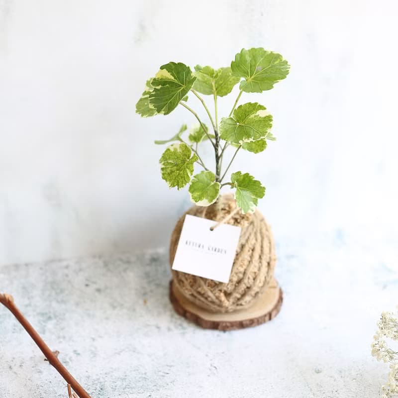 PD20黃金福祿桐小苔球