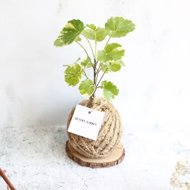 PD20黃金福祿桐小苔球