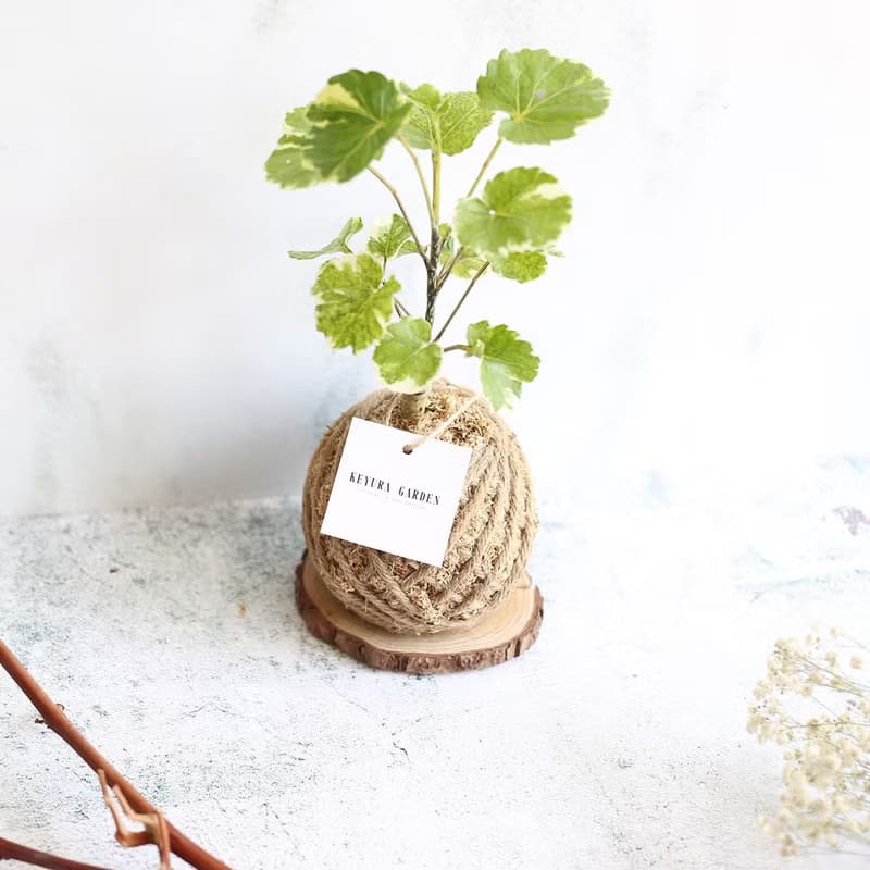 PD20黃金福祿桐小苔球