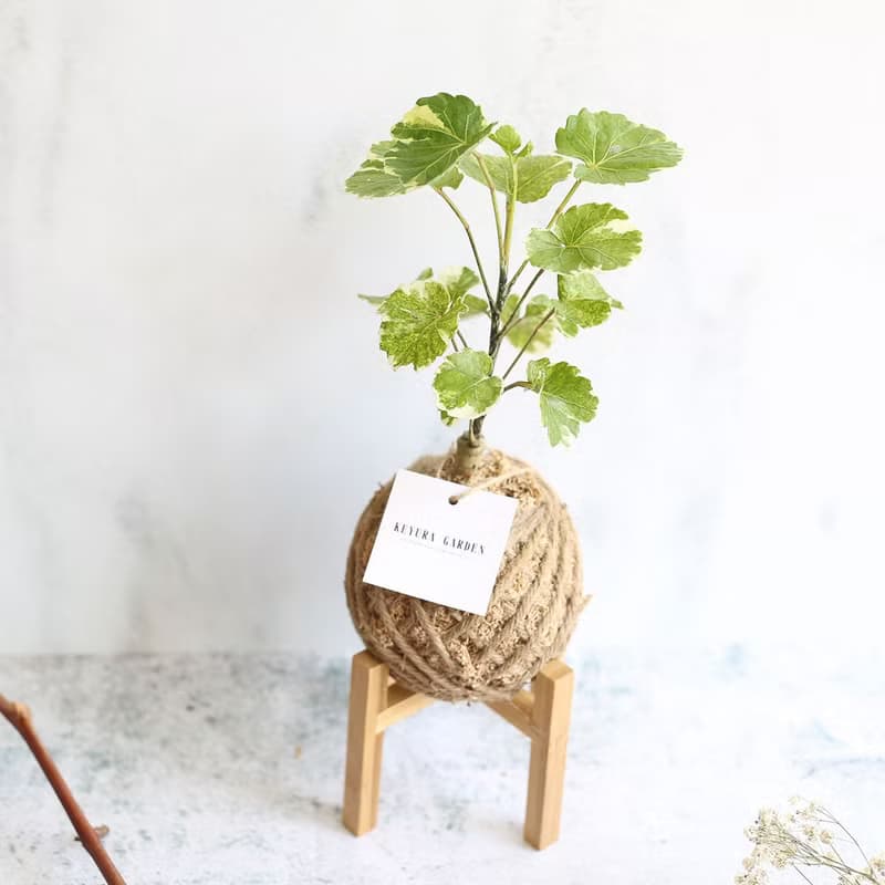 PD20黃金福祿桐小苔球