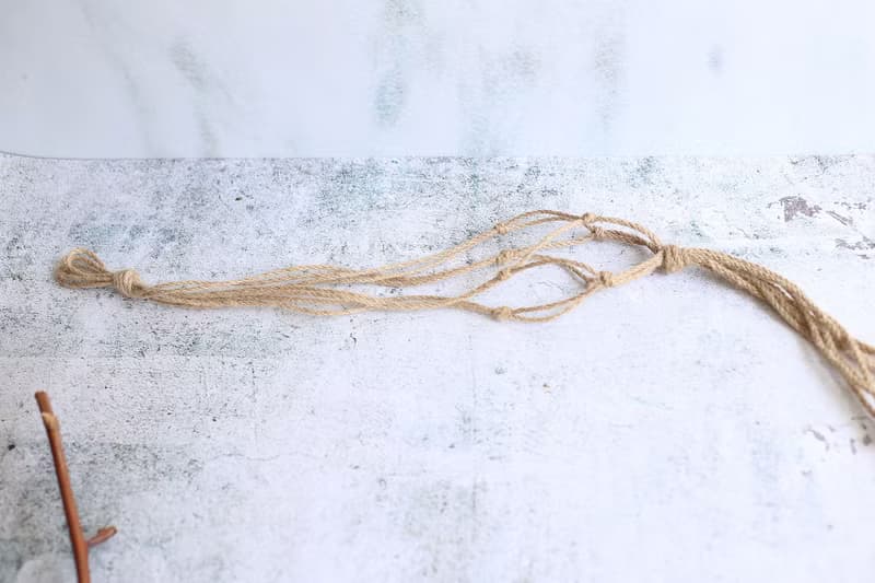 PD20黃金福祿桐小苔球