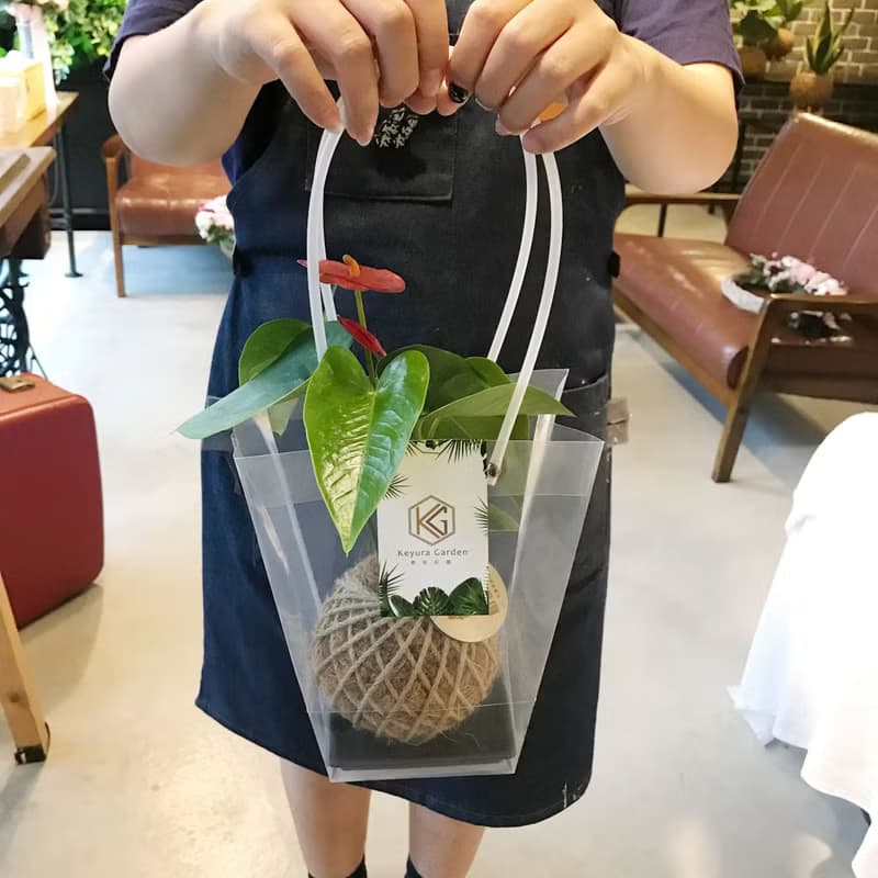 PD20黃金福祿桐小苔球