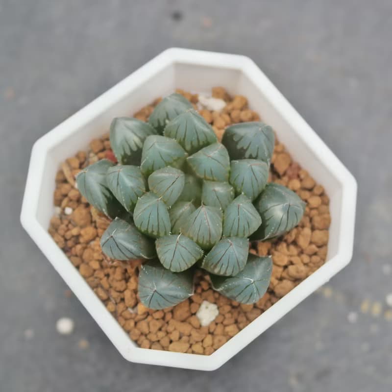 【荳荳多肉】【黑肌玉露】喬遷│送禮│升遷│多肉植物