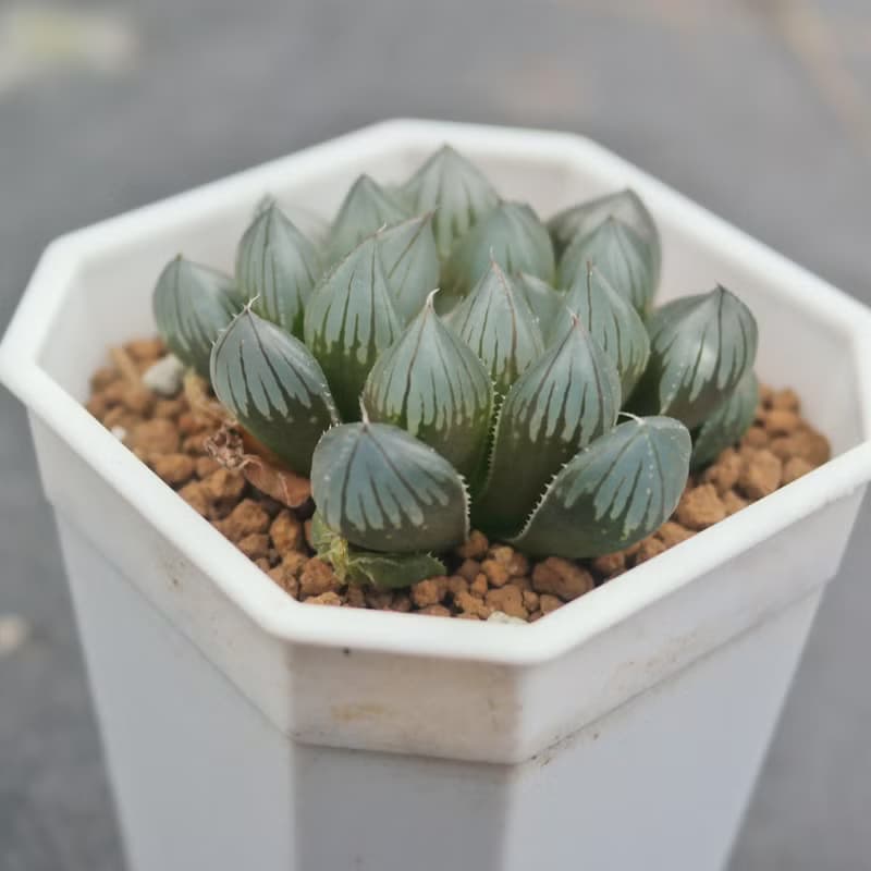 【荳荳多肉】【黑肌玉露】喬遷│送禮│升遷│多肉植物