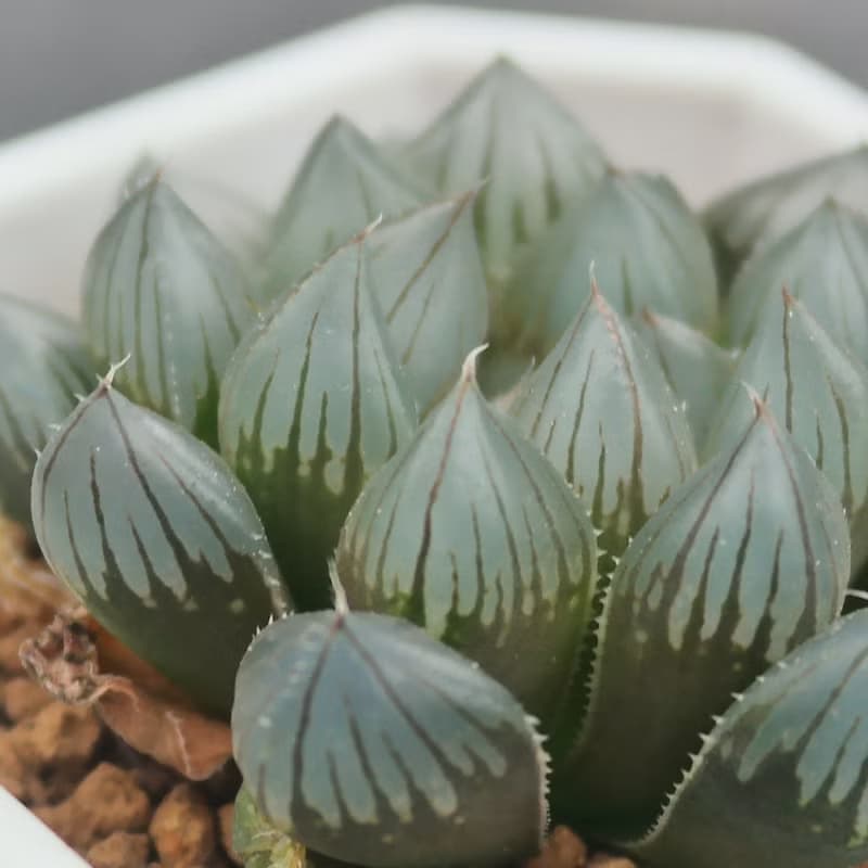 【荳荳多肉】【黑肌玉露】喬遷│送禮│升遷│多肉植物