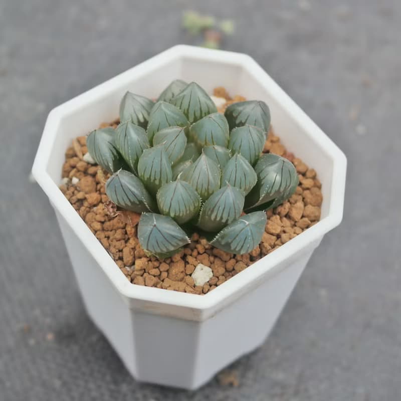 【荳荳多肉】【黑肌玉露】喬遷│送禮│升遷│多肉植物