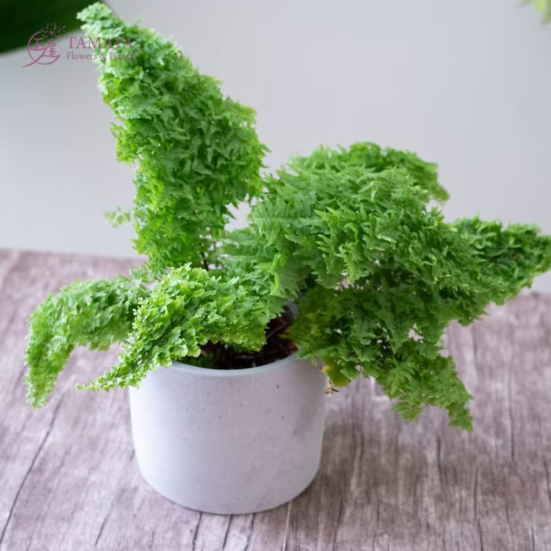 蕾絲蕨