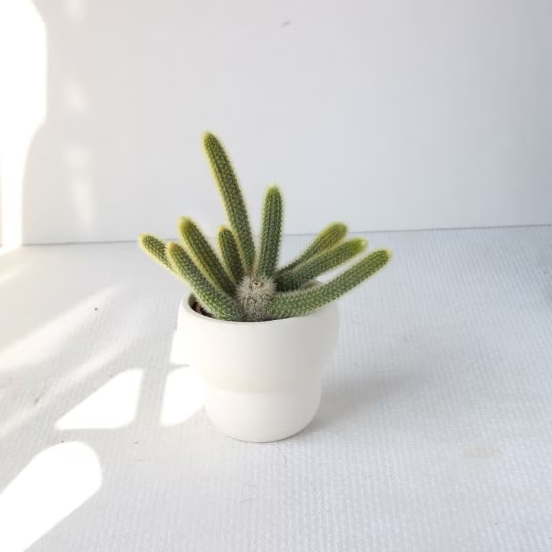 植栽 盆栽 l 太可愛猴尾柱 室內植物 辦公室盆栽 多肉植物