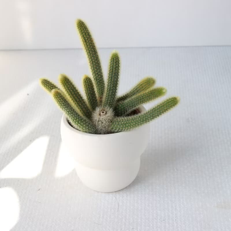 植栽 盆栽 l 太可愛猴尾柱 室內植物 辦公室盆栽 多肉植物