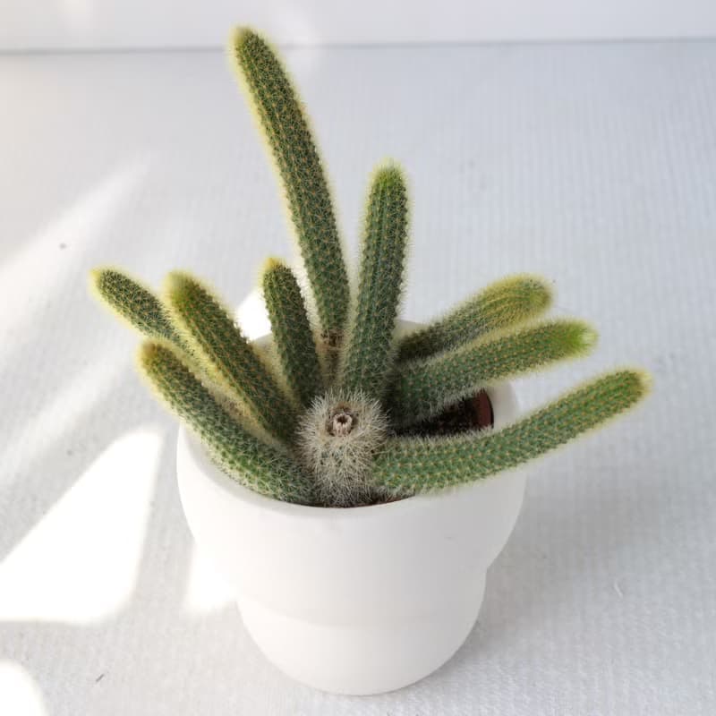 植栽 盆栽 l 太可愛猴尾柱 室內植物 辦公室盆栽 多肉植物
