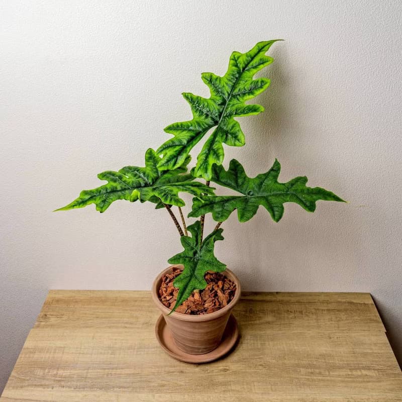 傑克林觀音蓮摩卡陶盆栽 開幕盆栽 桌上盆栽 送禮