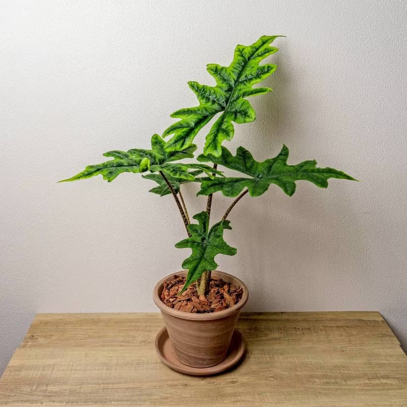 傑克林觀音蓮摩卡陶盆栽 開幕盆栽 桌上盆栽 送禮