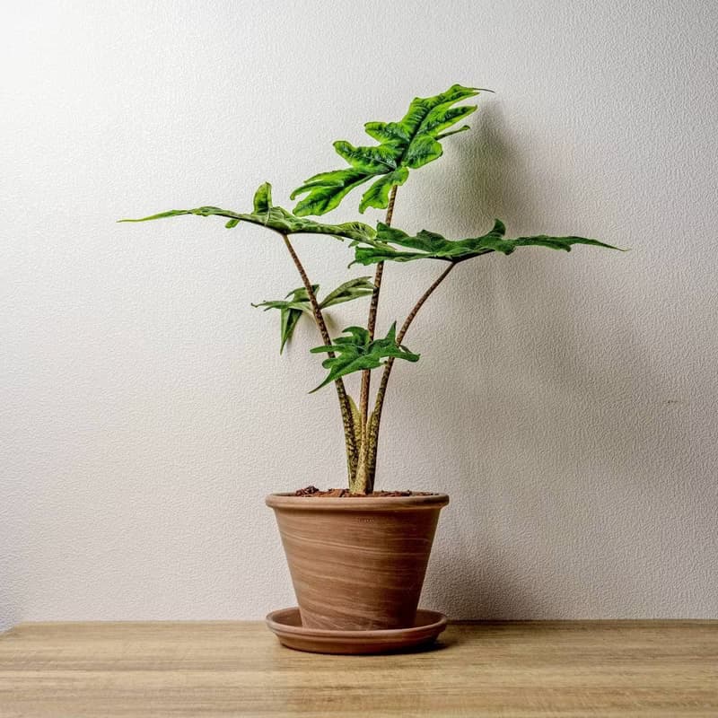 傑克林觀音蓮摩卡陶盆栽 開幕盆栽 桌上盆栽 送禮