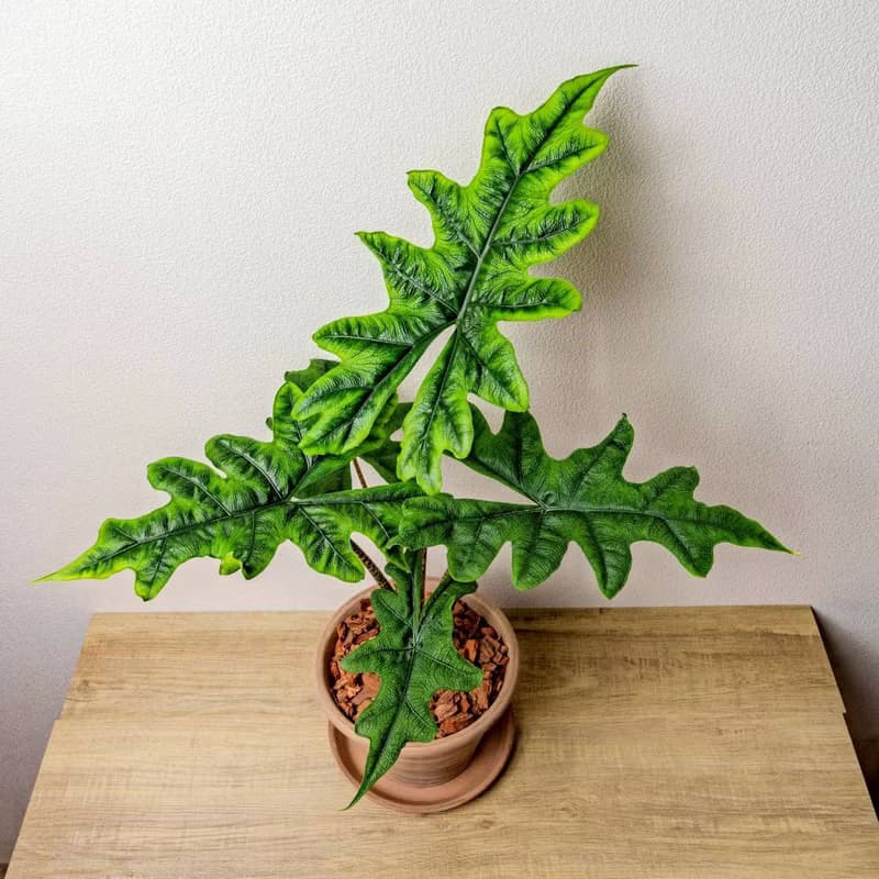 傑克林觀音蓮摩卡陶盆栽 開幕盆栽 桌上盆栽 送禮