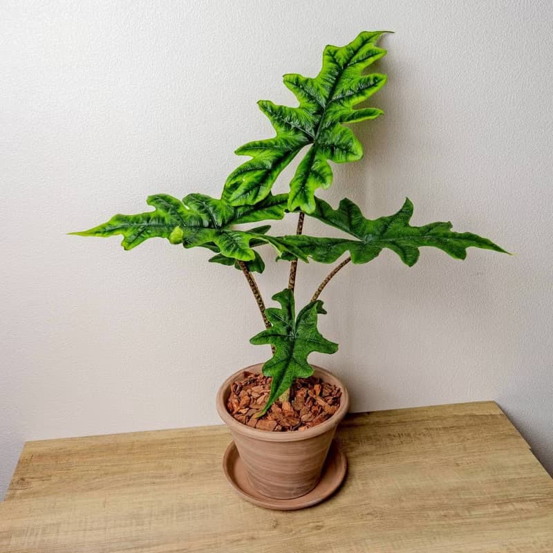 傑克林觀音蓮摩卡陶盆栽 開幕盆栽 桌上盆栽 送禮