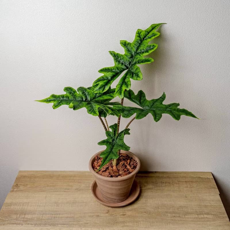 傑克林觀音蓮摩卡陶盆栽 開幕盆栽 桌上盆栽 送禮