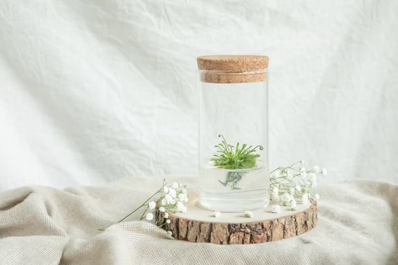 【毛氈苔】 5號瓶 不用澆水好照顧 吃果凍長大的植物