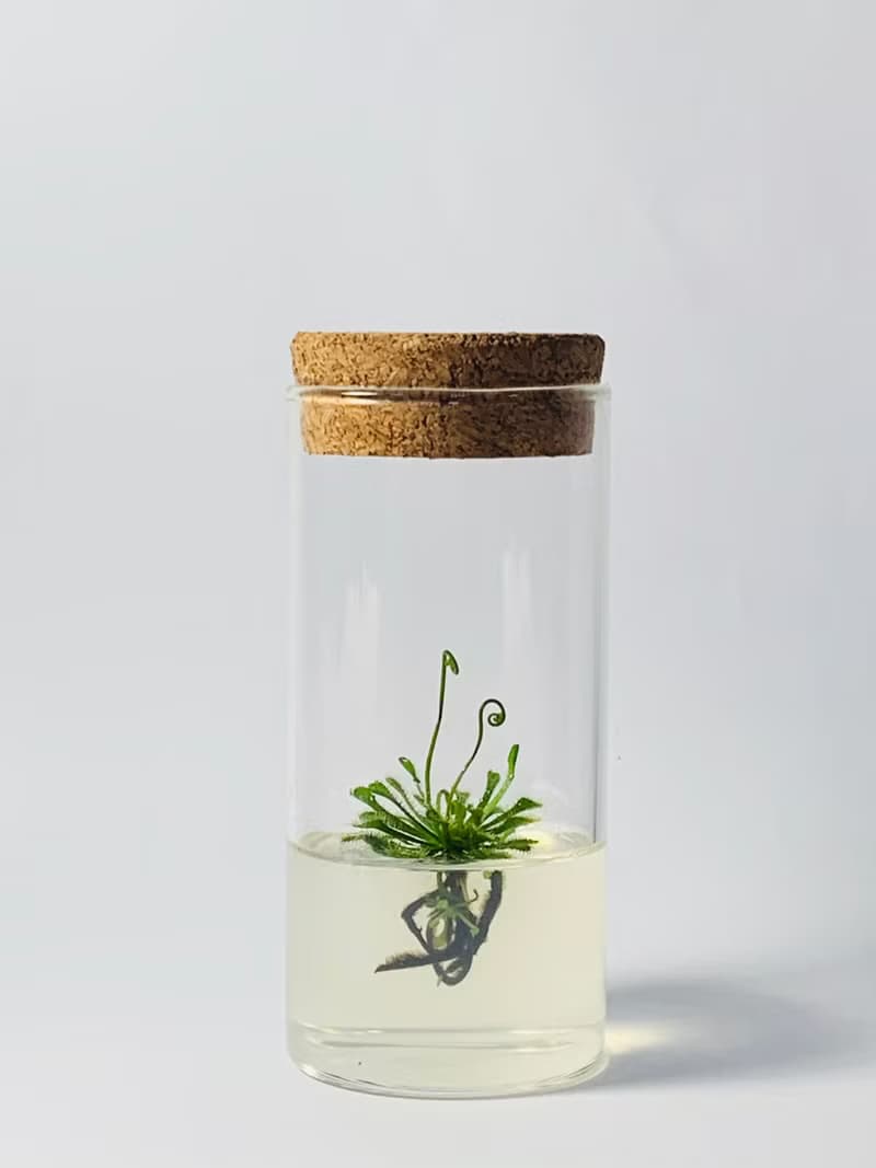 【毛氈苔】 5號瓶 不用澆水好照顧 吃果凍長大的植物