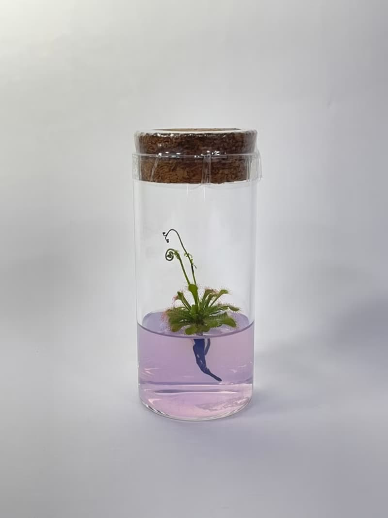 【毛氈苔】 5號瓶 不用澆水好照顧 吃果凍長大的植物