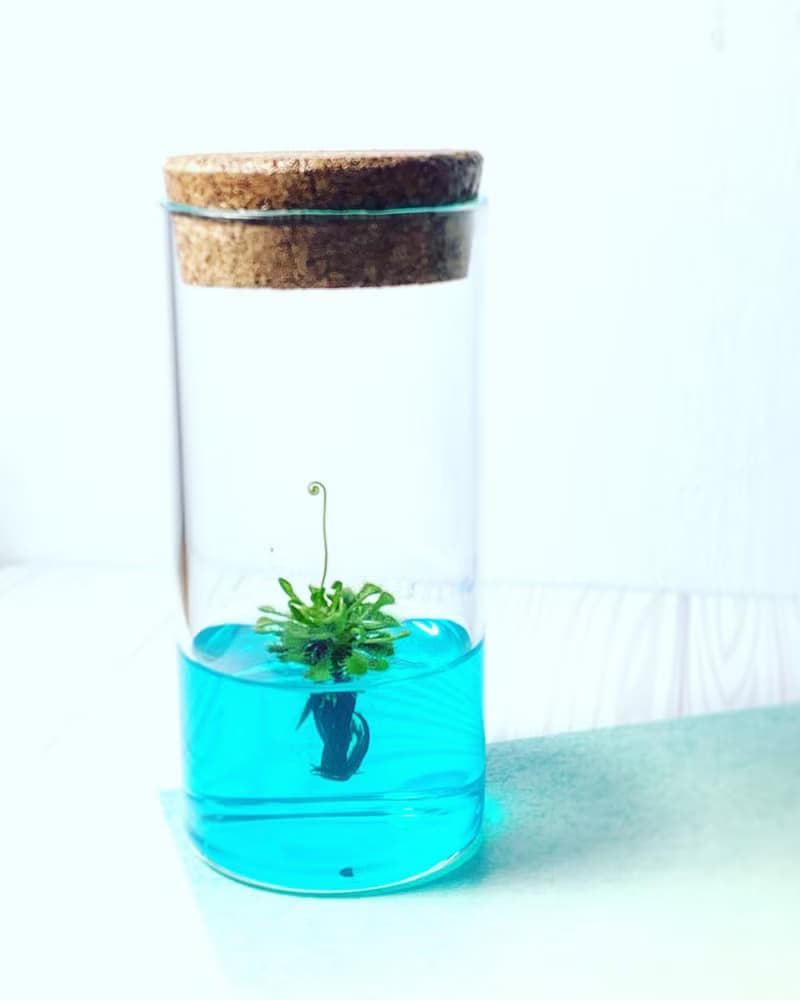 【毛氈苔】 5號瓶 不用澆水好照顧 吃果凍長大的植物