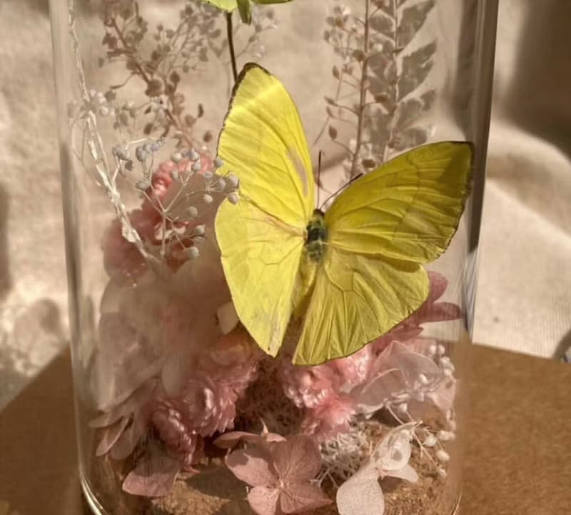 【鯉花】 蝴蝶標本玻璃盅-黃蝶翠谷/情人節/乾燥花/玻璃盅/生態瓶