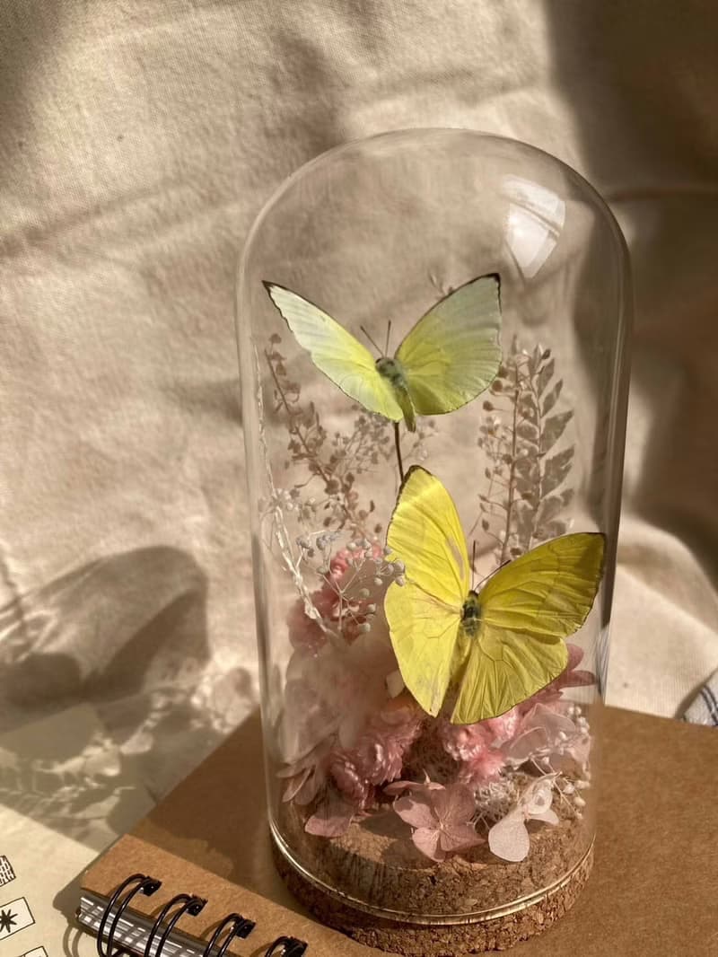 【鯉花】 蝴蝶標本玻璃盅-黃蝶翠谷/情人節/乾燥花/玻璃盅/生態瓶