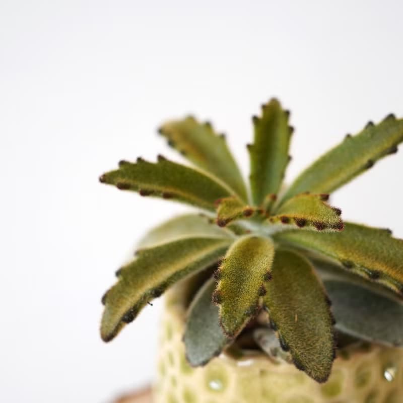【竒植花物】旺旺來狐狸兔多肉盆栽 入厝禮物 辦公室小物 虎年