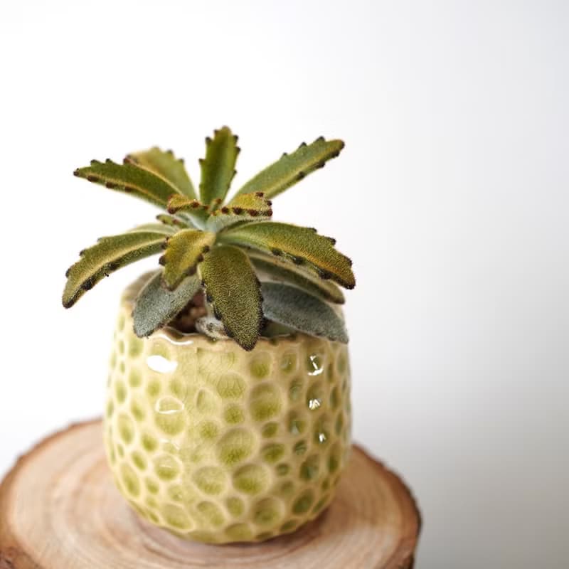 【竒植花物】旺旺來狐狸兔多肉盆栽 入厝禮物 辦公室小物 虎年